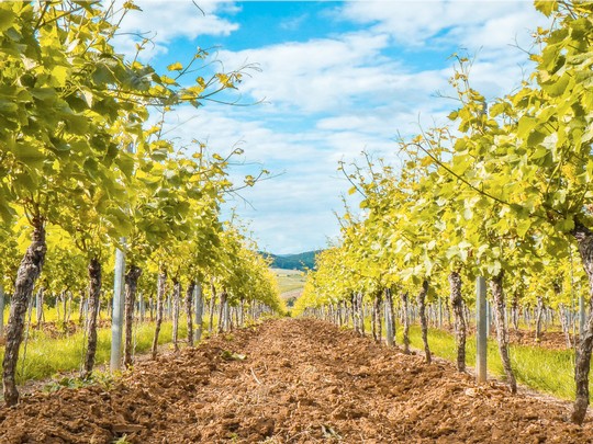 A view of a vineyard row