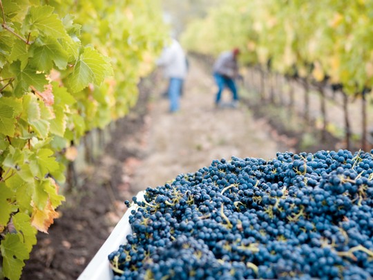 Grapes being picked at harvest in the vineyard